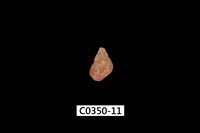 藏品(姬雉螺)的圖片